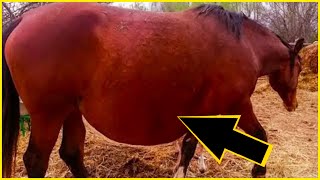 This Pregnant horse Wont give birth the vet sees the ultrasound calls the police  UNKNOWN FACTS [upl. by Sherrer763]