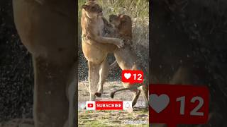 Tiger fight 🦁shortsfeed shorts short trending animals fight [upl. by Nonnaer24]