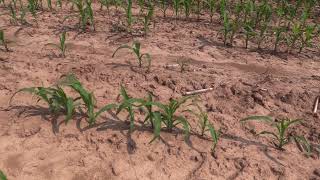 Seedling Disease in Corn [upl. by Davon541]