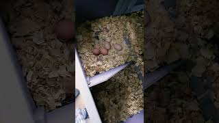 chicken fresh eggs every morning [upl. by Kalie]