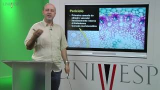 Morfologia Vegetal  Aula 11  Raiz  Anatomia [upl. by Natrav]