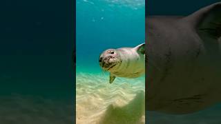 Mediterranean monk seal  Scuba Diving 🤿 [upl. by Enier]