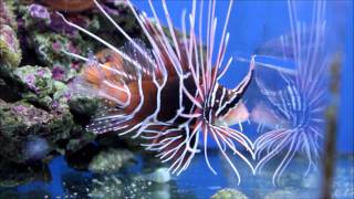 Pterois Radiata wwwandaluciamarinaes [upl. by Vania653]