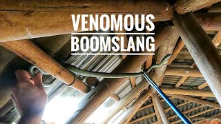 Boomslang In The Rafters AGAIN [upl. by Shirlie]