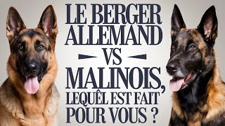 Le Grand Duel  Berger Allemand vs Malinois Lequel Est Fait Pour Vous [upl. by Anitrak341]