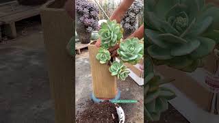 Repot succulents  多肉植物  다육이들  Suculentas Shorts [upl. by Jeri]