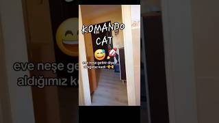 🫡 KoMaNDo KeDi 😅 masum kediler yaramaz kediler nankör kedi komik video eğlence cats funny lol [upl. by Ssepmet]