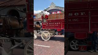 Budweiser Clydesdales fortworthstockyards￼ [upl. by Bunce976]