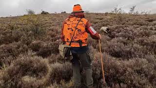 Working Springer Spaniels Rose and Tess hunting rabbits [upl. by Naihtsirc407]