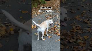 Lily loves the leaf blower always gets in the way Doggie in the wind dogs dog yellowlabs doggo [upl. by Cheston589]