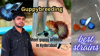 Guppy fish breeding in hyderabad  beautiful guppy strains fishbreeding allinteresting [upl. by Iroak]