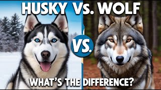 Husky vs Wolf Key Differences Explained [upl. by Akehsar]