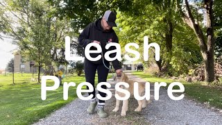 Leash pressure explained  Dog Training [upl. by Wallraff]