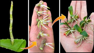 Propagating orchids from dry branches without roots is very simple [upl. by Ayotaj516]