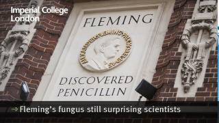 Flemings fungus still surprising scientists [upl. by Nogem]