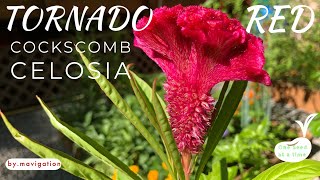 How to Grow Tornado Red Celosia Cockscomb [upl. by Eila740]