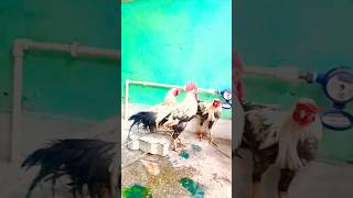 Ladha ko wala Murga🐓🐓 🐓mrdebagadia reels ladhakumurga viral ladhaiganja subscribe shorts [upl. by Ainirtac]