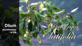 Indian rosewood Dalbergia latifolia  part 2 [upl. by Aileda]