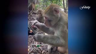 Best of lekan king Kong pt12 the monkey and the dog nigeriancomedy latest [upl. by Sewole]