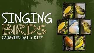 4 Canaries Having VEG ForYou TrendingNow InstaReels ViralVideo DailyShorts Entertainment FYP [upl. by Eanad]