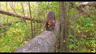 Trail Camera Video – Sept 21 2024 [upl. by Euqinemod]