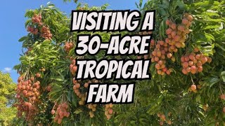 WHAT DOES A 30ACRE TROPICAL FRUIT FARM LOOK LIKE [upl. by Ettenrahs125]