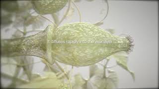 ADEPIDYN™  control on Botrytis cinerea [upl. by Sarchet16]