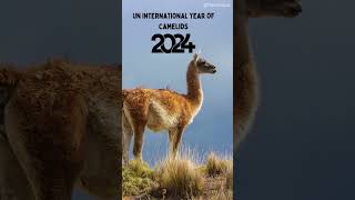 UN International Year of Camelids 2024 [upl. by Anaidiriv678]