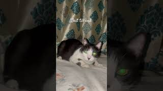 Cat Jumped Right on My Phone cat surprise scary 😱😱😱 [upl. by Vtehsta]