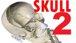 Skull Anatomy  Bones Of The Skull  Head Anatomy 2 [upl. by Alacim]