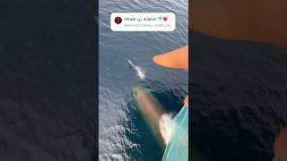 Ship ke sath khelte hue dolphin🐬🛳️😍 explore ship shortvideo dolphins [upl. by Safier]