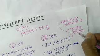 Axillary Artery Branches  Upper Limb Anatomy  TCML [upl. by Edac]