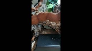 Stunning Corn Snake Enclosure cornsnake reptile setup habitat artificialplants snake [upl. by Gnik139]