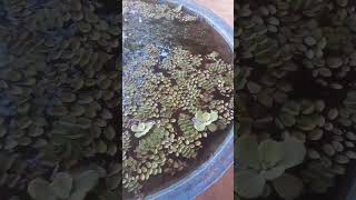 guppy fish breedingguppy fishbreedingsinhalafish videosri lanka fish framtharufishshorts [upl. by Rehpotisrhc]