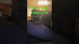 Cat explains why he sleeps a lot😂😂cute catt [upl. by Iveson]