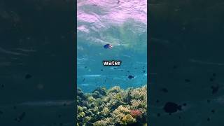 How Much Water Is Really in the Ocean 🌊 MindBlowing Ocean Facts [upl. by Atila]