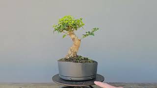 Pré Bonsai Ligustro 7 Anos [upl. by Wildee197]