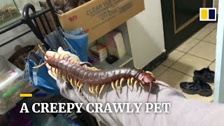 Is this giant centipede the most horrific pet possible [upl. by Ahtabat977]