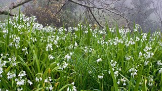 Allium triquetrum Threecornered Leek  FarmerGracycouk [upl. by Suravart]