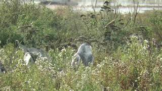 Sleeping snowy owl [upl. by Adaminah]