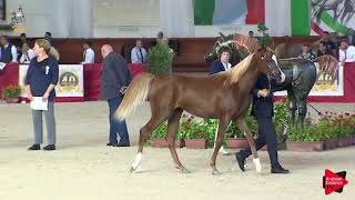 Italian Nationals 2019  Yearling Fillies Class 1A [upl. by Jegger]