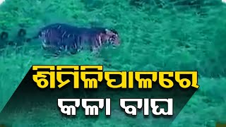 Rare Melanistic Tiger Captured On Camera in Similipal Reserve Forest [upl. by Anirdnajela488]