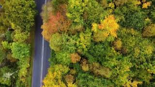 autumn trees near alford aberdeenshire Scotland [upl. by Gem]