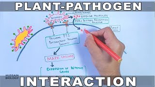 Plant Pathogen Interaction  Signalling [upl. by Atival212]