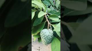 Cherimoya growing in California September 2024 [upl. by Ymaral]