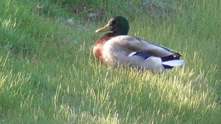 Waterfowl on Blue Water [upl. by Coshow]