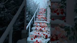 The beautiful rose snow fall love nature nature [upl. by Hsiri]