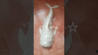 𓆝 Whale shark papier maché by me 𓆞 [upl. by Dix492]