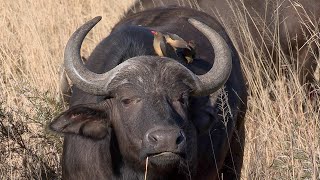 The Unlikely Friendship of Cape Buffalos and Oxpeckers [upl. by Nairbal]