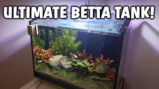 ULTIMATE Betta Fish Aquarium  Betta Fish Tank Care And Info [upl. by Reerg688]